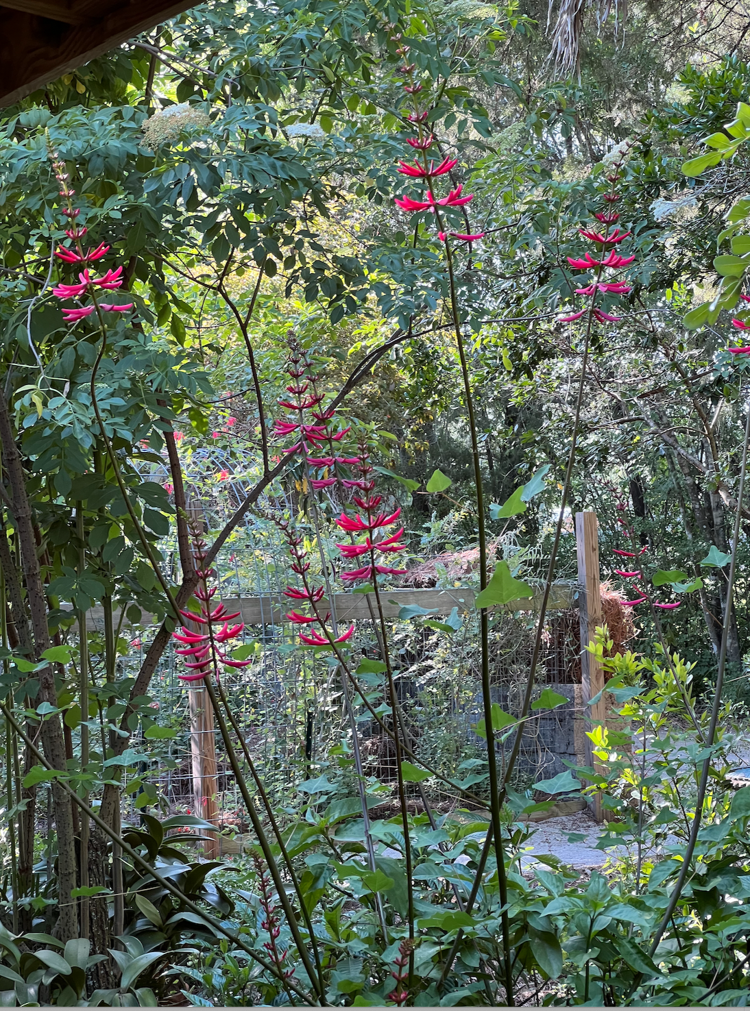 Fiddlewood - Citharexylum spinosum — Florida Native Plants Nursery